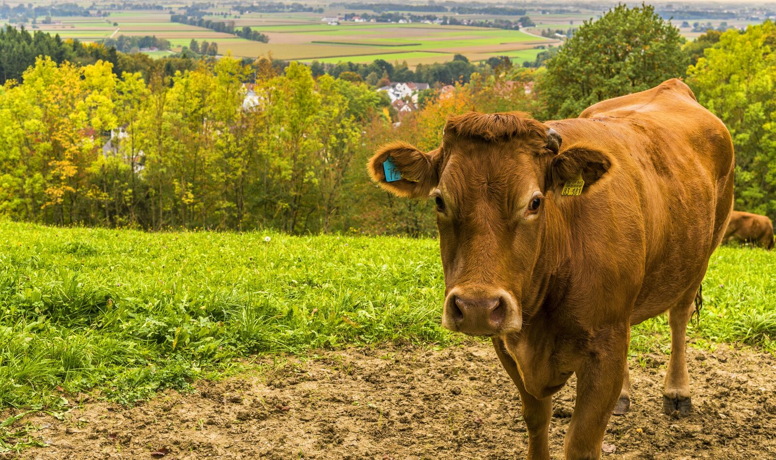 Sony a6300 + Sigma 30mm F2.8 EX DN sample photo. Cow, pasture, animals photography