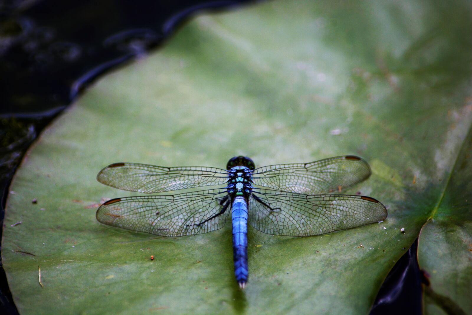 Nikon D7100 sample photo. Dragonfly, top view, colorful photography