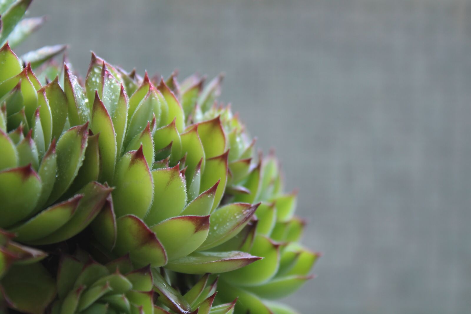 Canon EOS 1300D (EOS Rebel T6 / EOS Kiss X80) sample photo. Succulent, succulents, plant photography