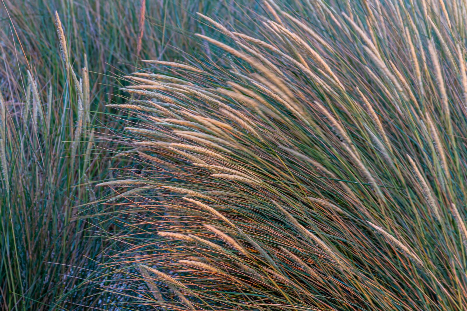 Canon EOS 650D (EOS Rebel T4i / EOS Kiss X6i) sample photo. Marram grass, cereals, grass photography