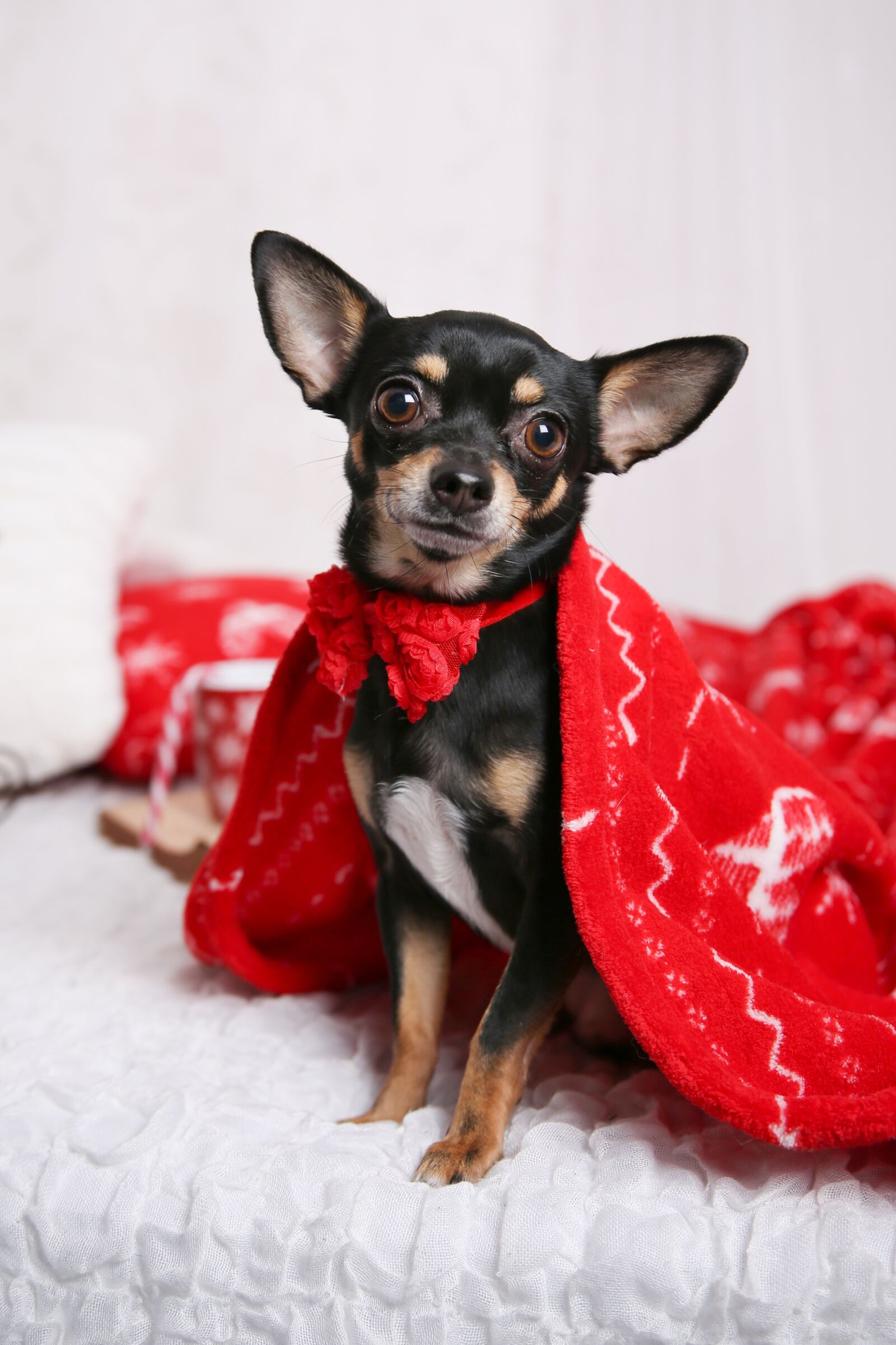 Canon 24-70mm F2.8 DG OS HSM | Art 017 sample photo. Dog, christmas, puppy photography