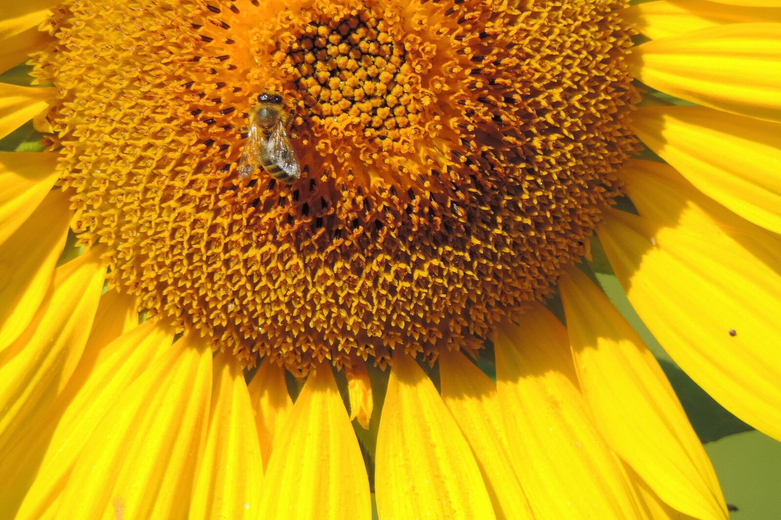 Nikon Coolpix P520 sample photo. Blossom, bloom, sunflower photography