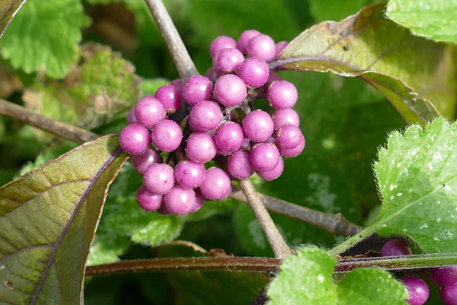 Panasonic Lumix DMC-FZ1000 sample photo. Fruits, produce, berries photography