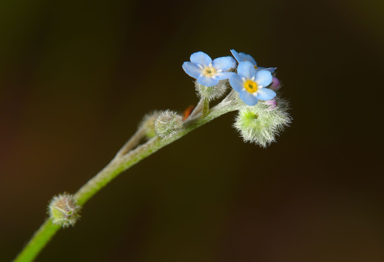 Canon EOS M5 sample photo. Spring, forest forget-me-not, blossom photography