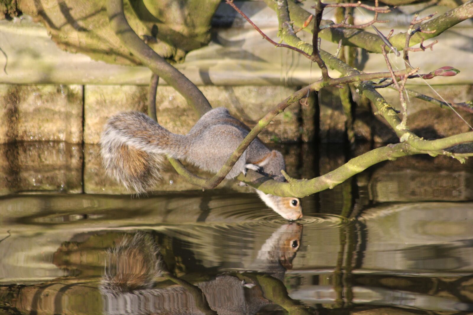 Canon EOS 60D sample photo. Nature, water, animal photography