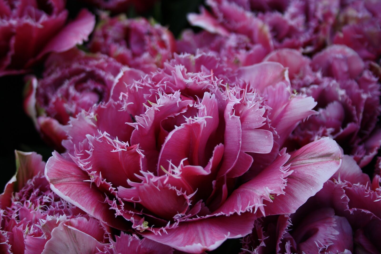 Canon EOS 1000D (EOS Digital Rebel XS / EOS Kiss F) sample photo. Flower, tulip, violet photography