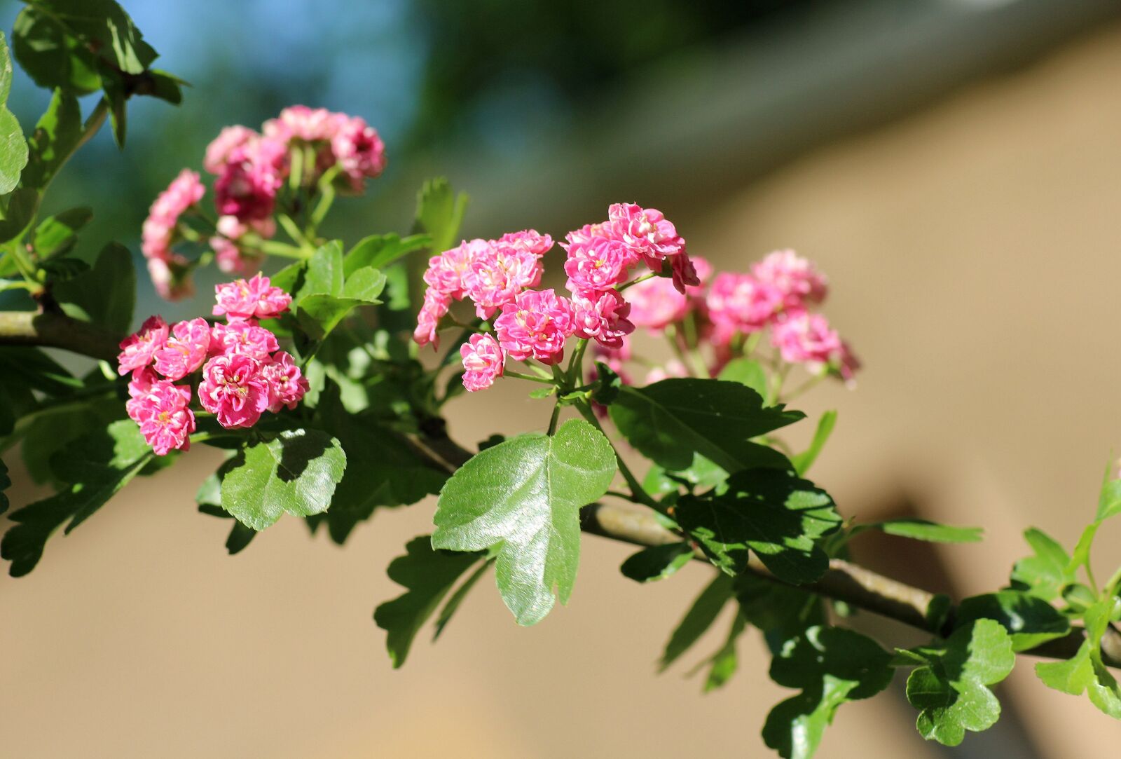 Canon EOS 1200D (EOS Rebel T5 / EOS Kiss X70 / EOS Hi) sample photo. Crataegus, tree, spring photography