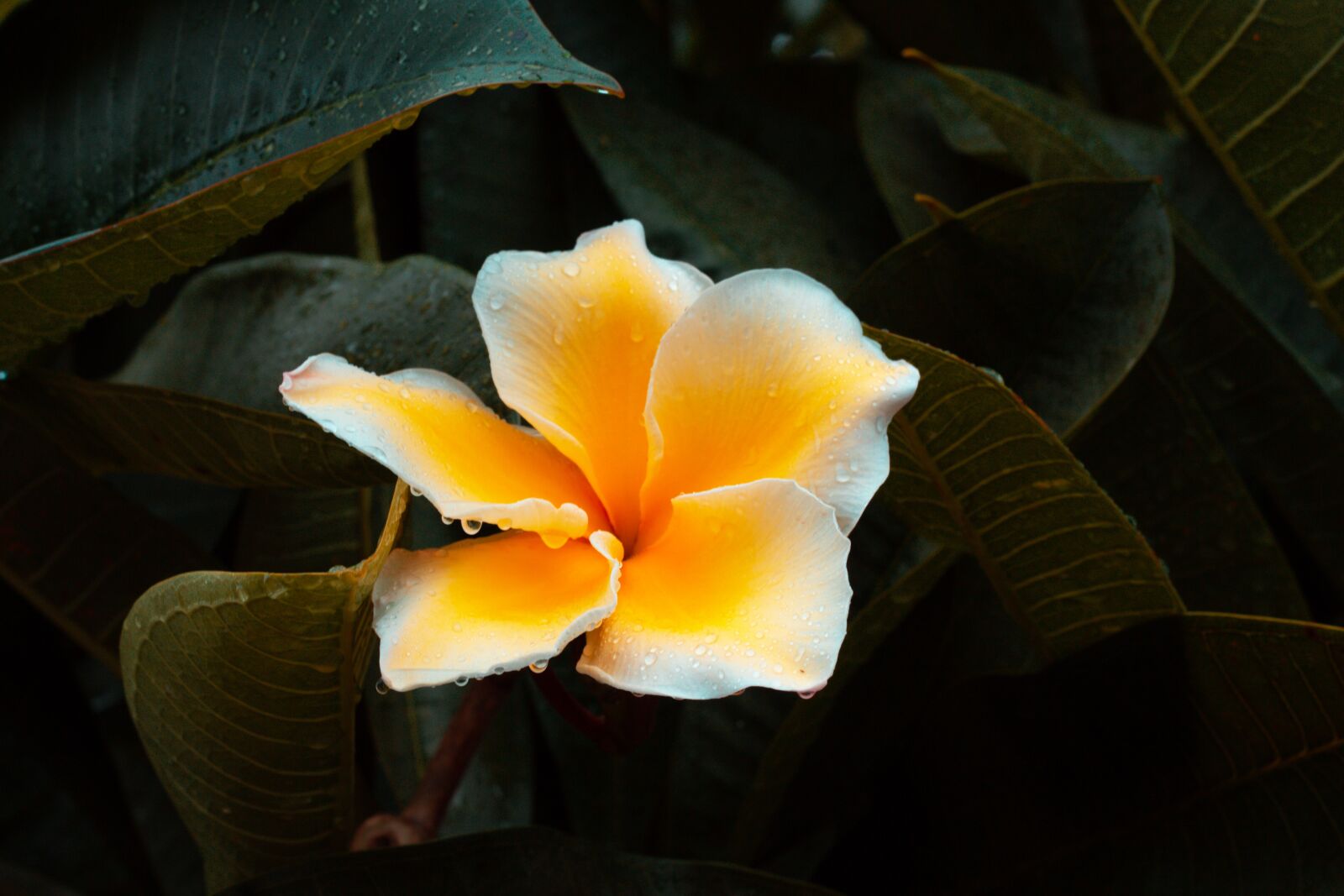 Canon EOS 700D (EOS Rebel T5i / EOS Kiss X7i) + Canon EF 50mm F1.8 STM sample photo. Plumeria, flower, thailand photography