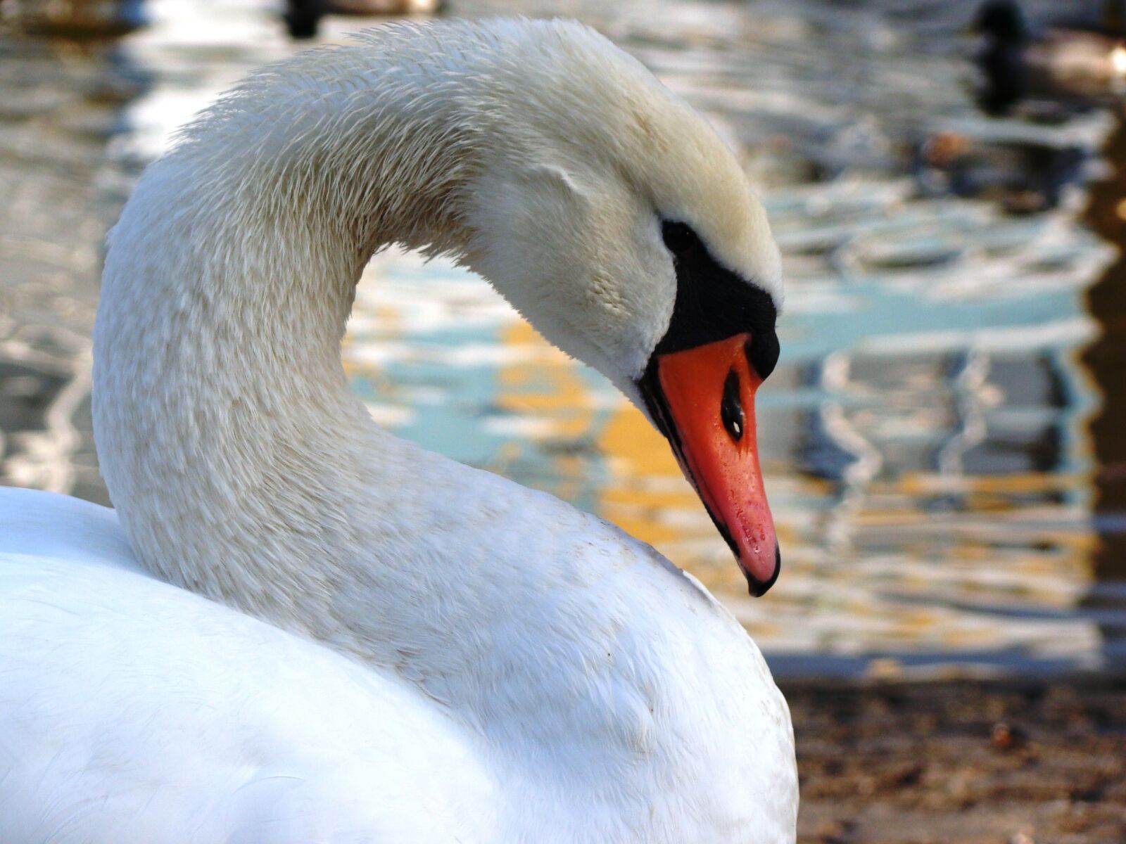 Sony Cyber-shot DSC-H50 sample photo. Animals, nature, wild photography