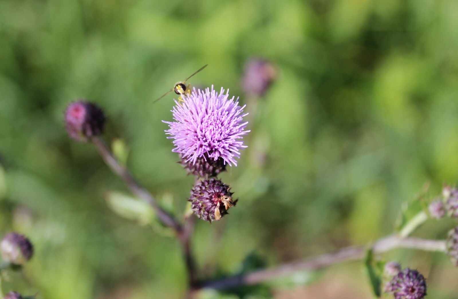 Canon EOS 1100D (EOS Rebel T3 / EOS Kiss X50) sample photo. Thistle, blossom, bloom photography