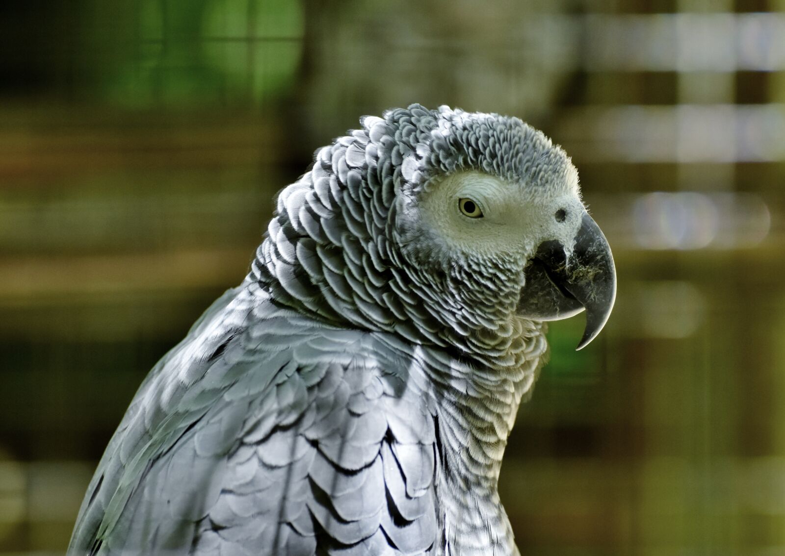 Nikon D7200 sample photo. African grey parrot, parrot photography