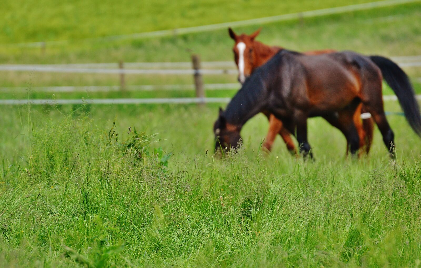 Nikon D3200 sample photo. Horses, for two, coupling photography
