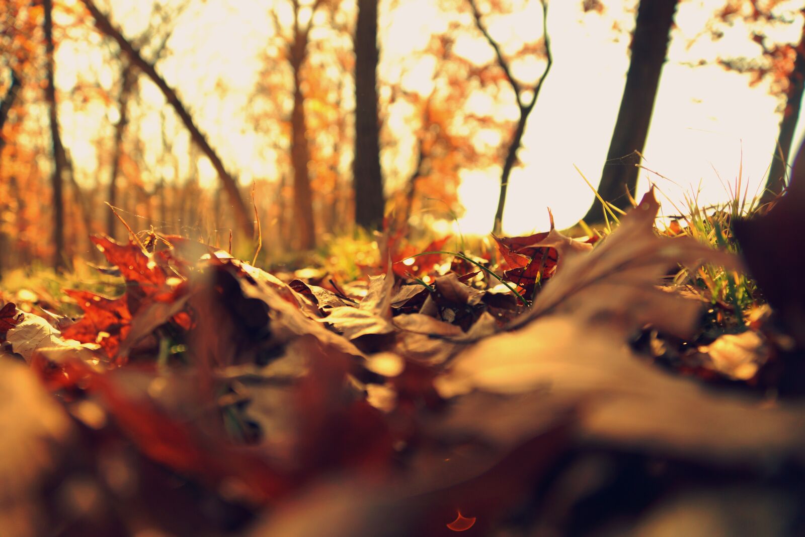 Sony SLT-A77 + Sony DT 16-50mm F2.8 SSM sample photo. Fall, leaves, cold photography