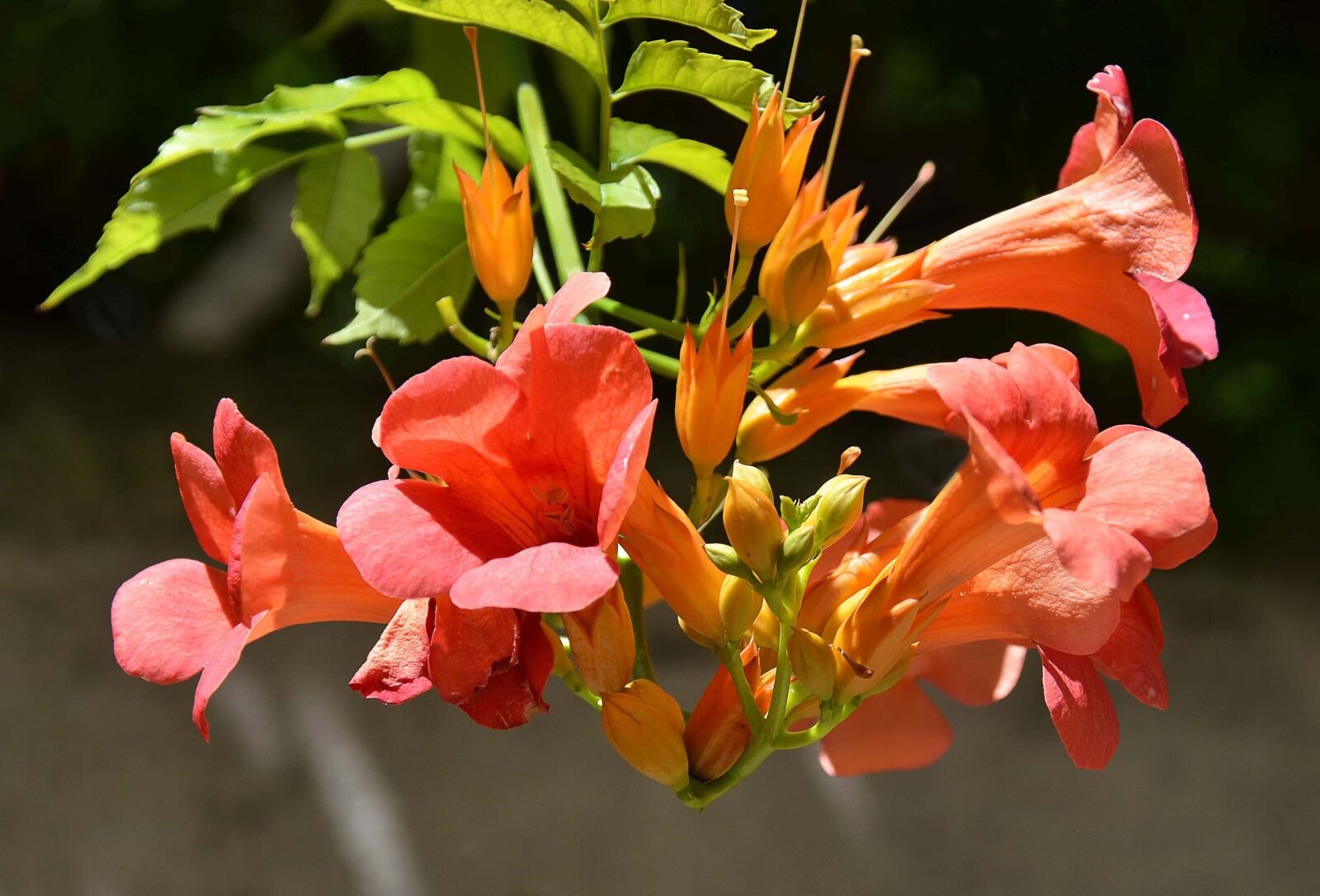 Nikon D7000 sample photo. Flowers, bignone, orange photography