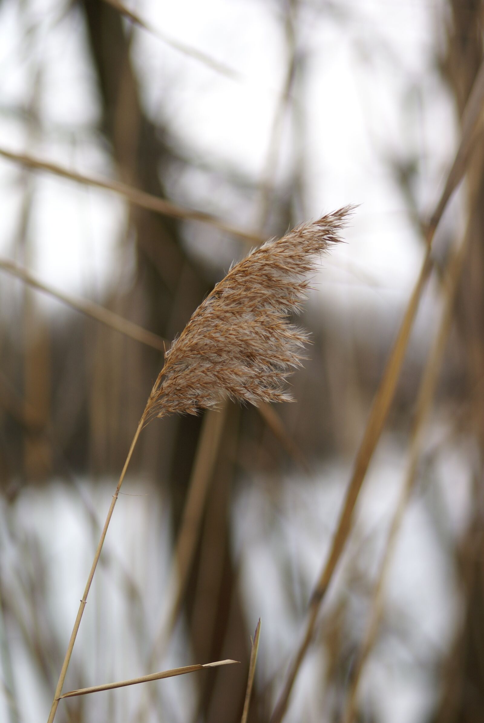 Sony Alpha DSLR-A100 sample photo. Reed, lake, nature photography