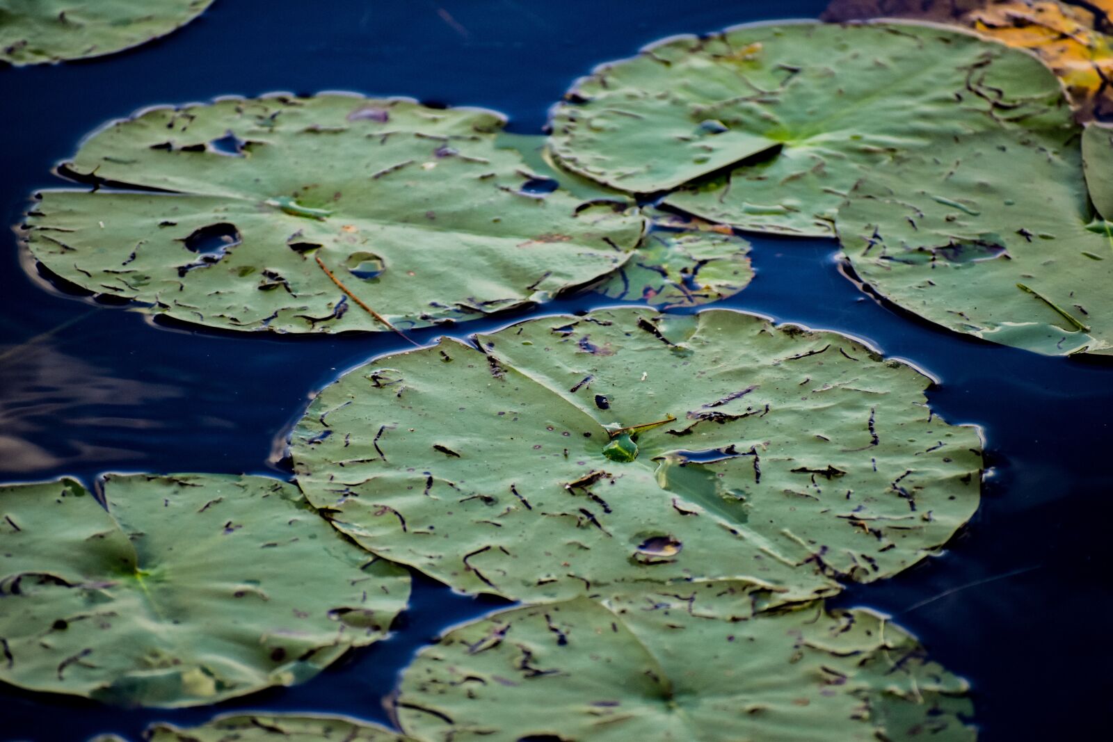 Nikon D3500 sample photo. Lily pad, frog, lake photography