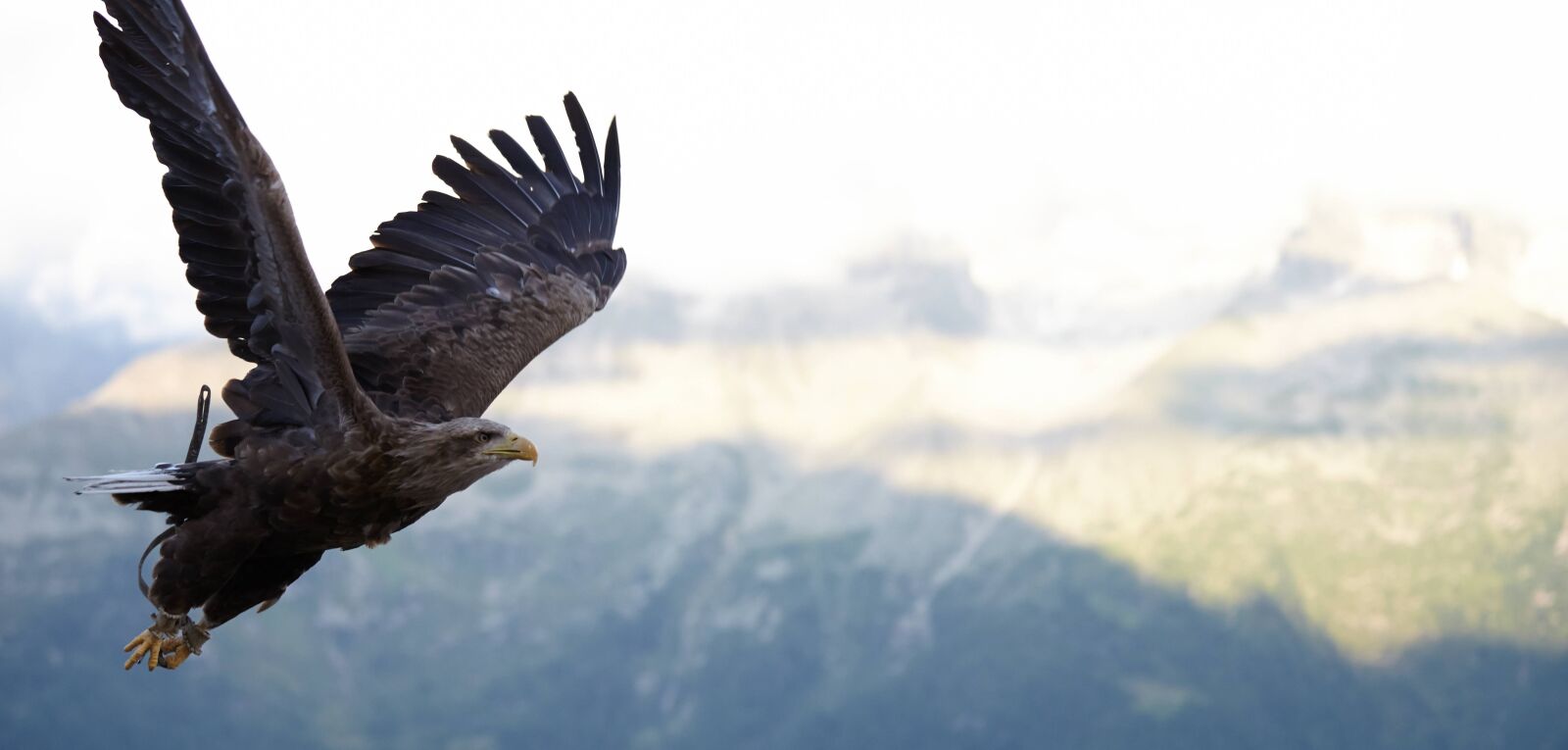 Canon EOS 5D Mark II sample photo. Hawk, flight, bird photography