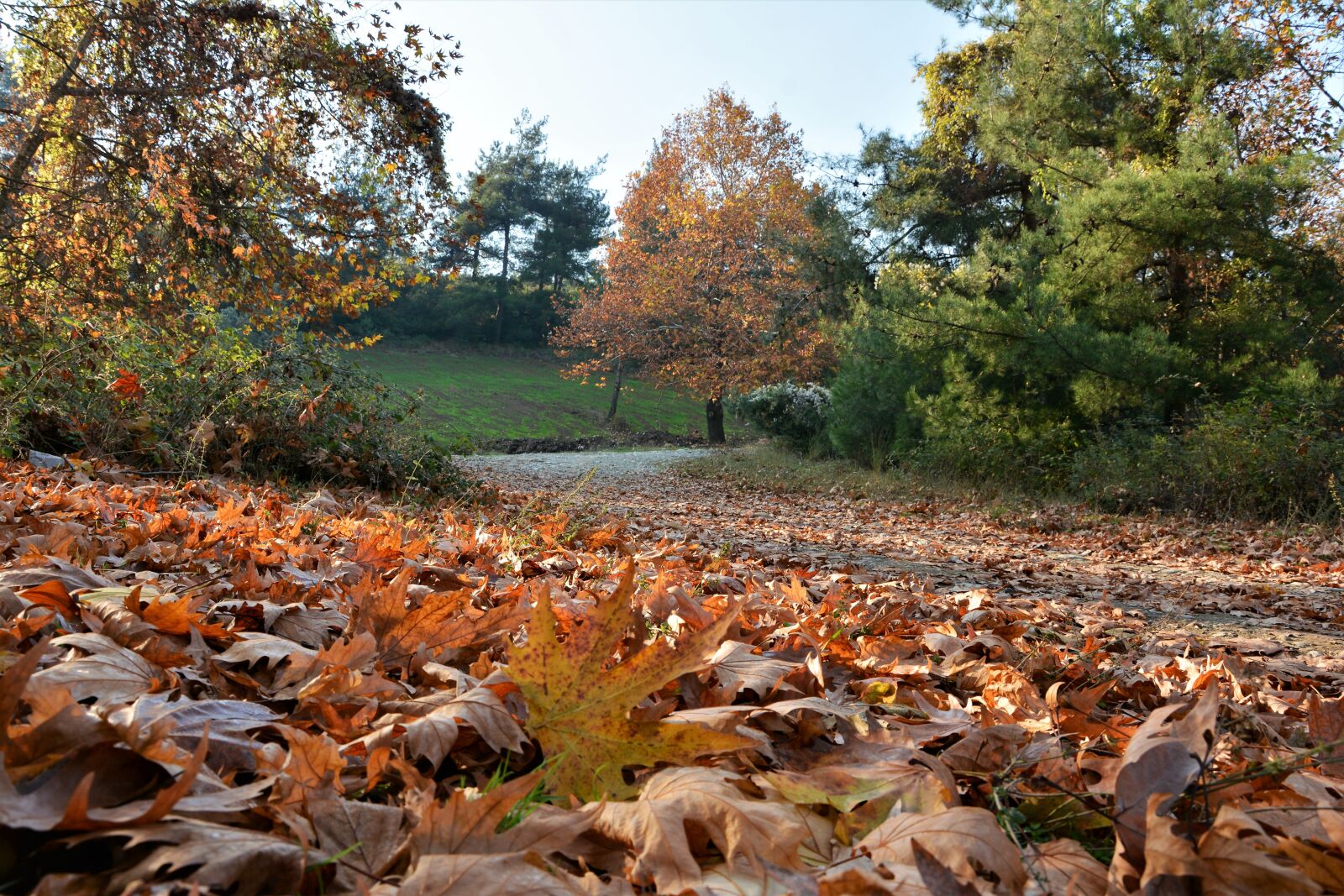 Nikon D7100 sample photo. Autumn, season, nature photography