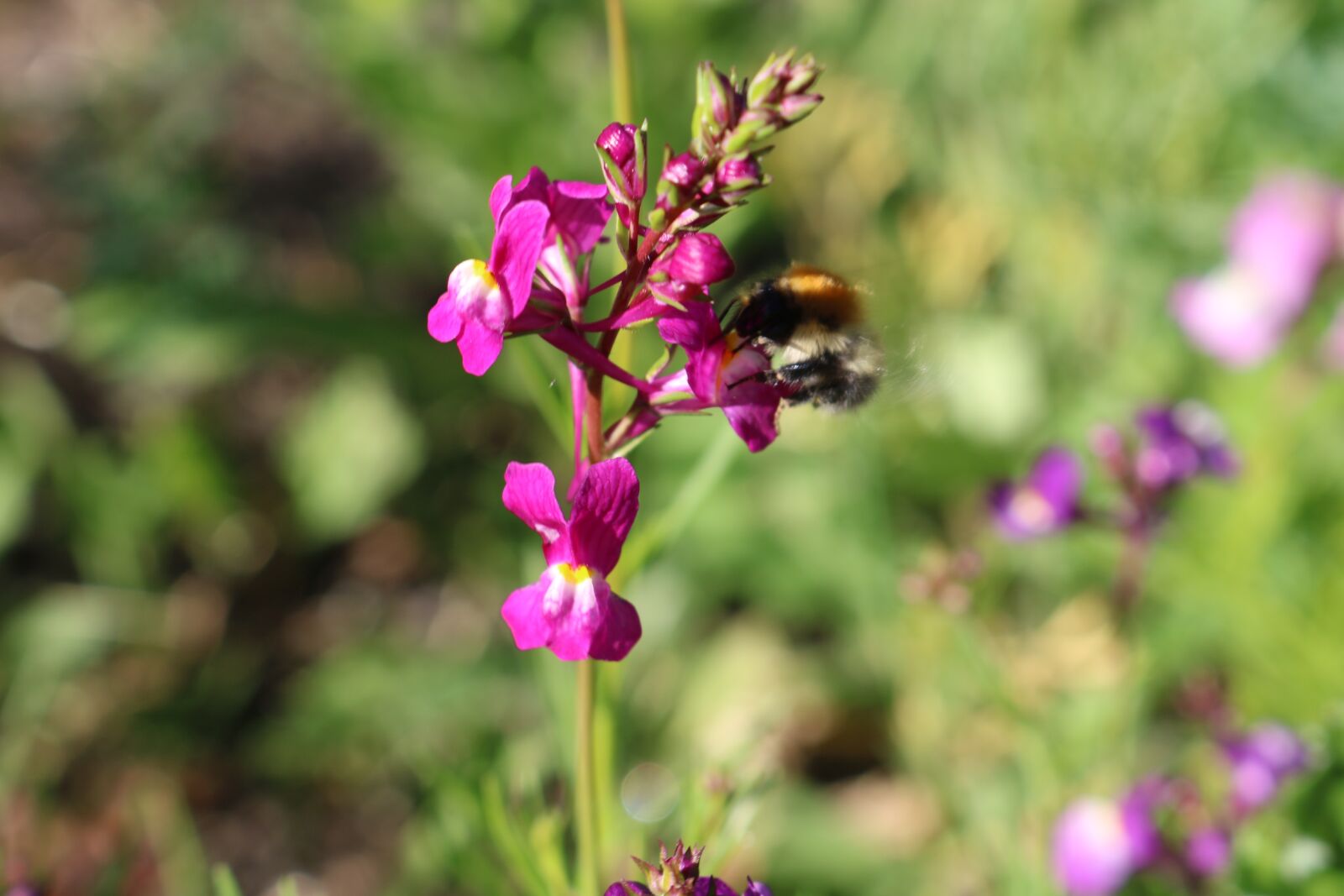 Canon EOS 750D (EOS Rebel T6i / EOS Kiss X8i) sample photo. Flower, bee, sun photography