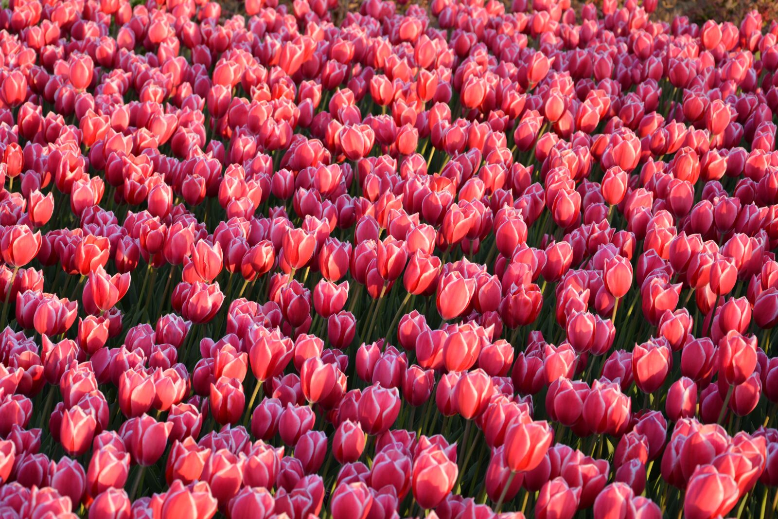 Nikon D7100 sample photo. Tulips, red, macro photography