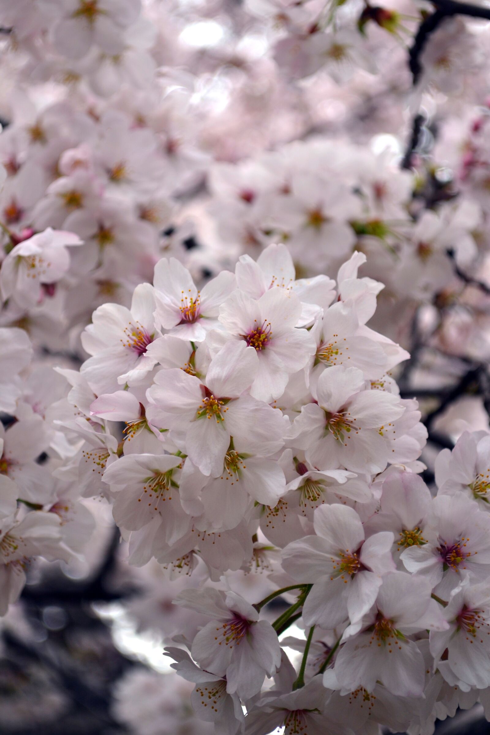 Nikon D3100 sample photo. Flower, sakura, japan photography