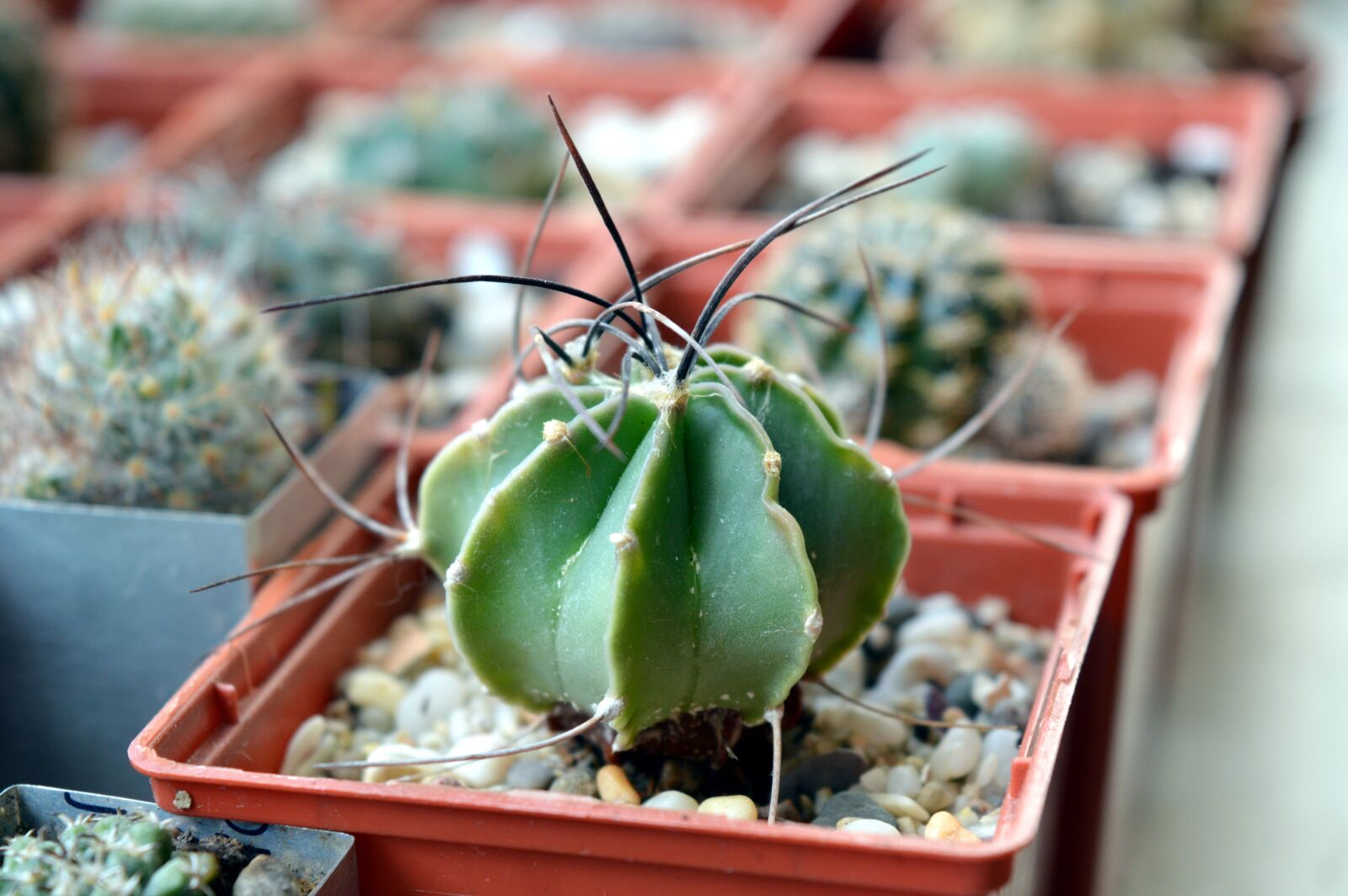 Nikon D3200 sample photo. Cactus, astrophytum, succulent photography