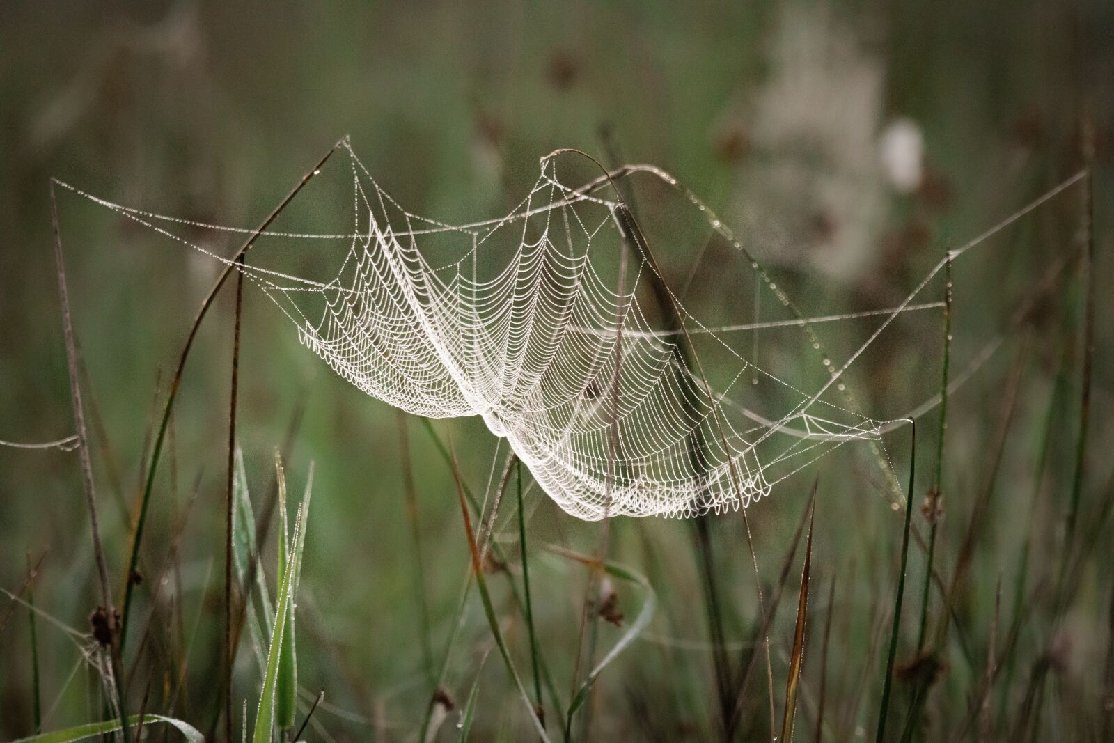 Nikon D5500 sample photo. Spider, cobweb, morgentau photography