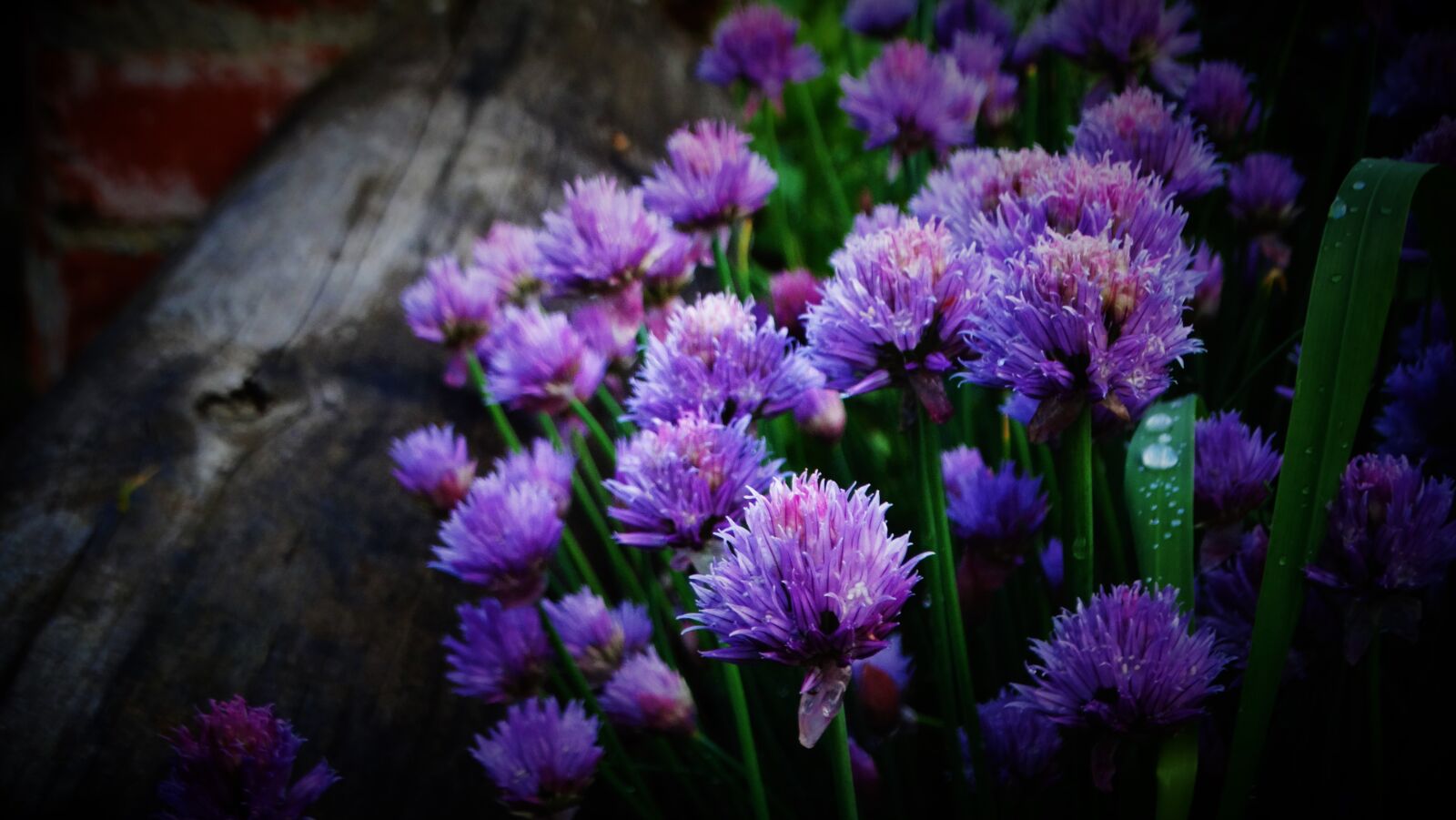 Sony Cyber-shot DSC-HX300 sample photo. Plant, chives, flowers photography