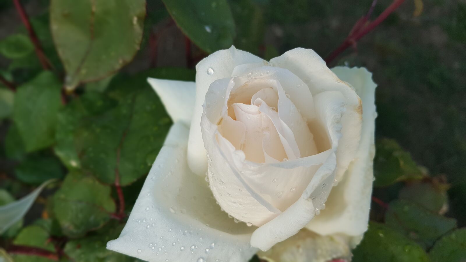 Samsung Galaxy Note5 sample photo. Rose, raindrops, garden photography