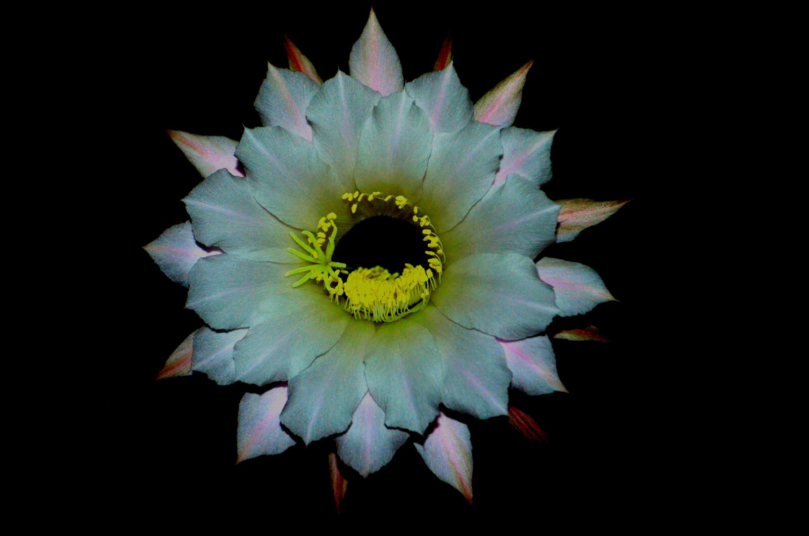 Nikon D5100 sample photo. Flower, succulent plant, cactus photography