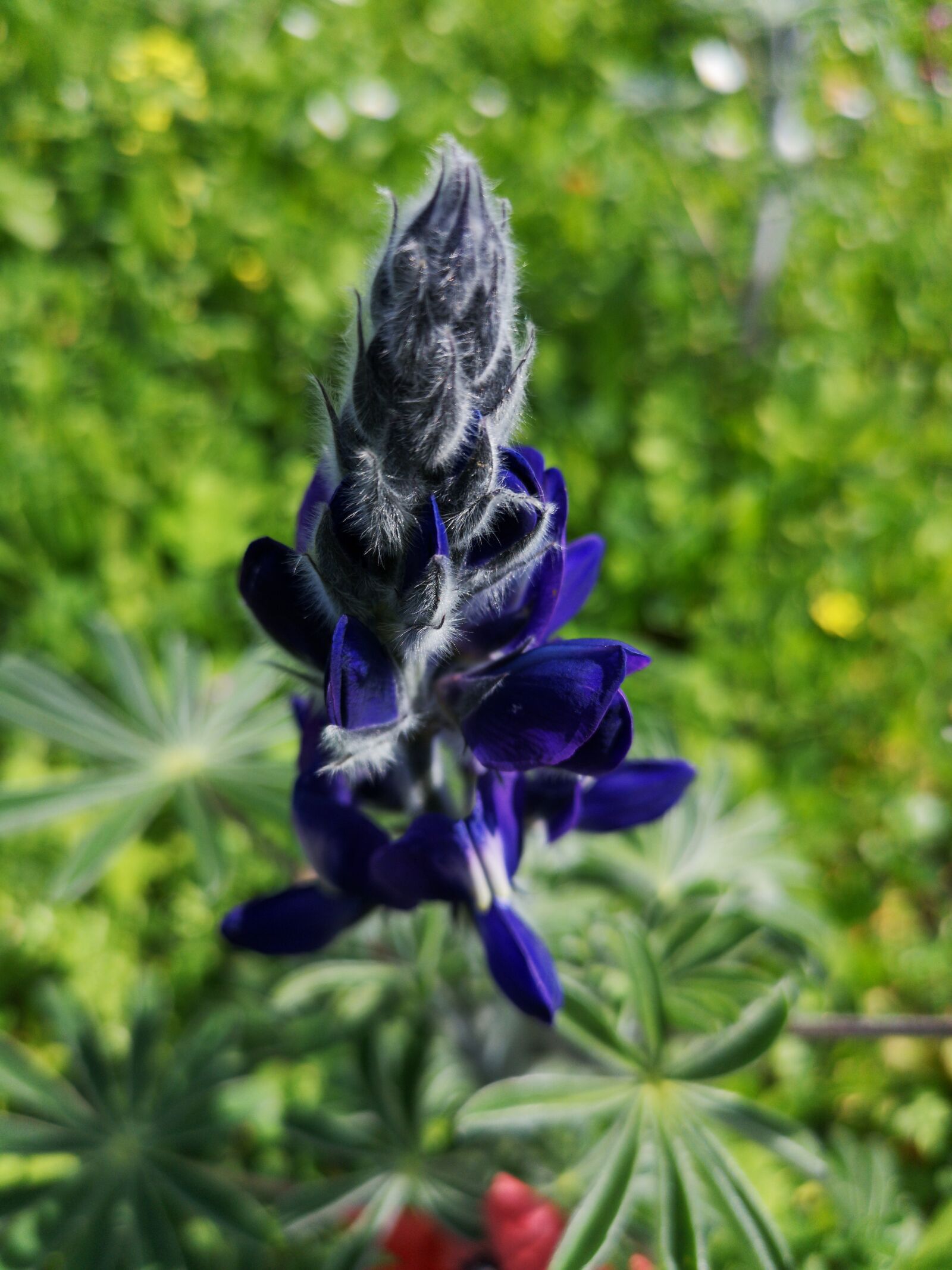 HUAWEI CLT-L29 sample photo. Flower, purple, grace photography