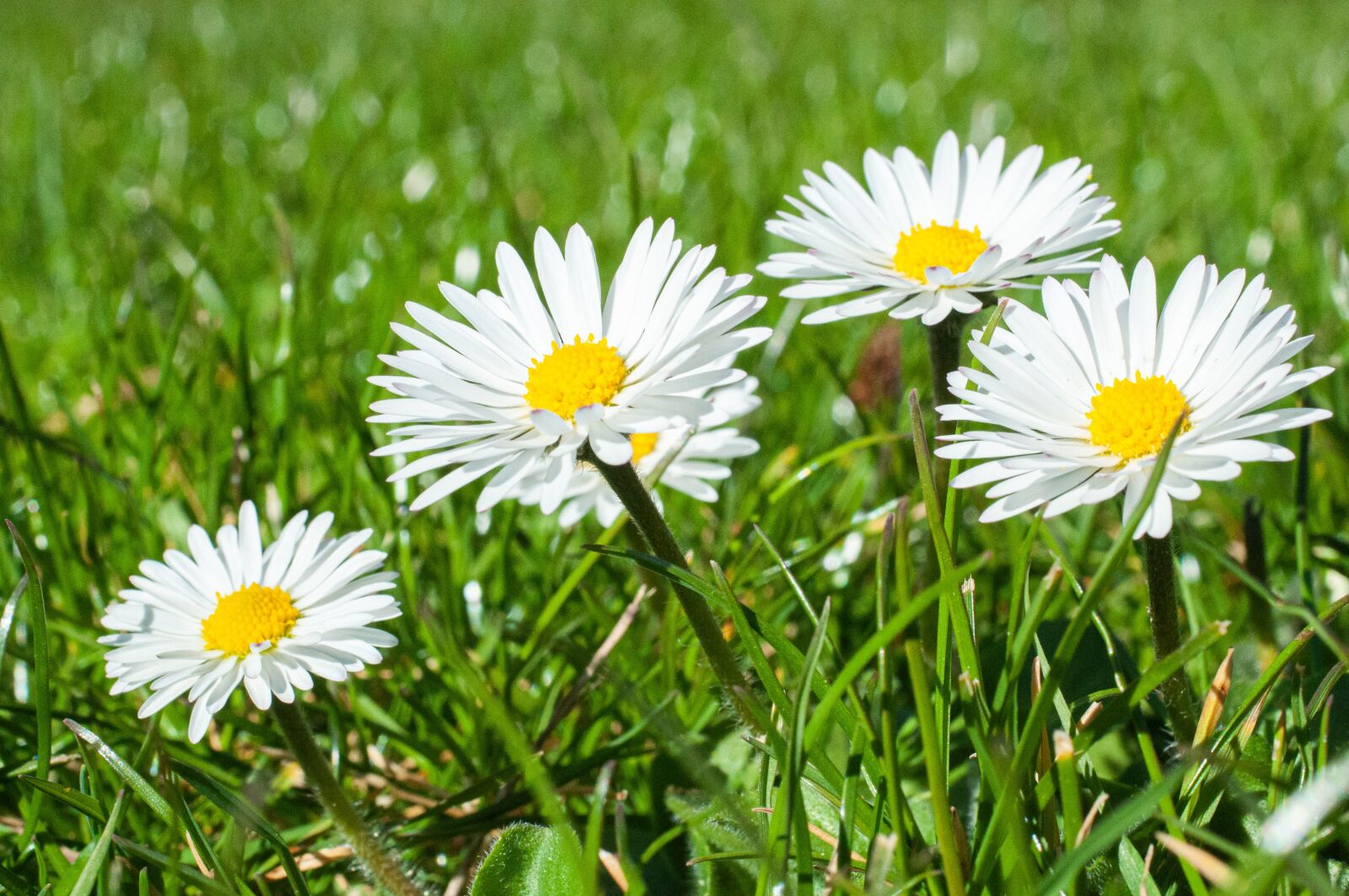 Nikon D90 sample photo. Daisy, spring, garden photography