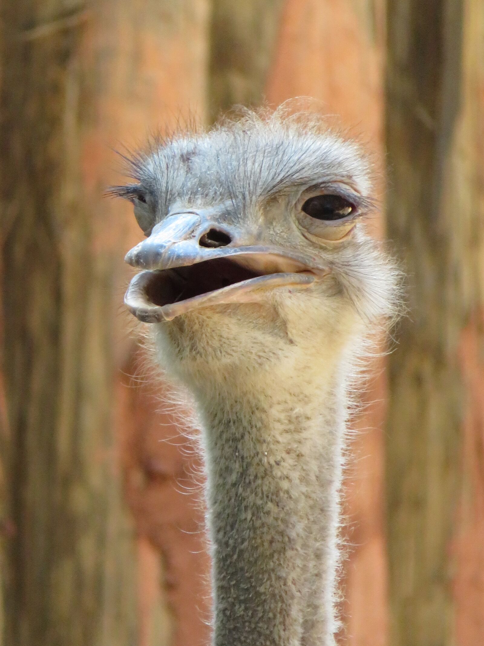 Canon PowerShot SX720 HS sample photo. Ostrich, bird, head photography