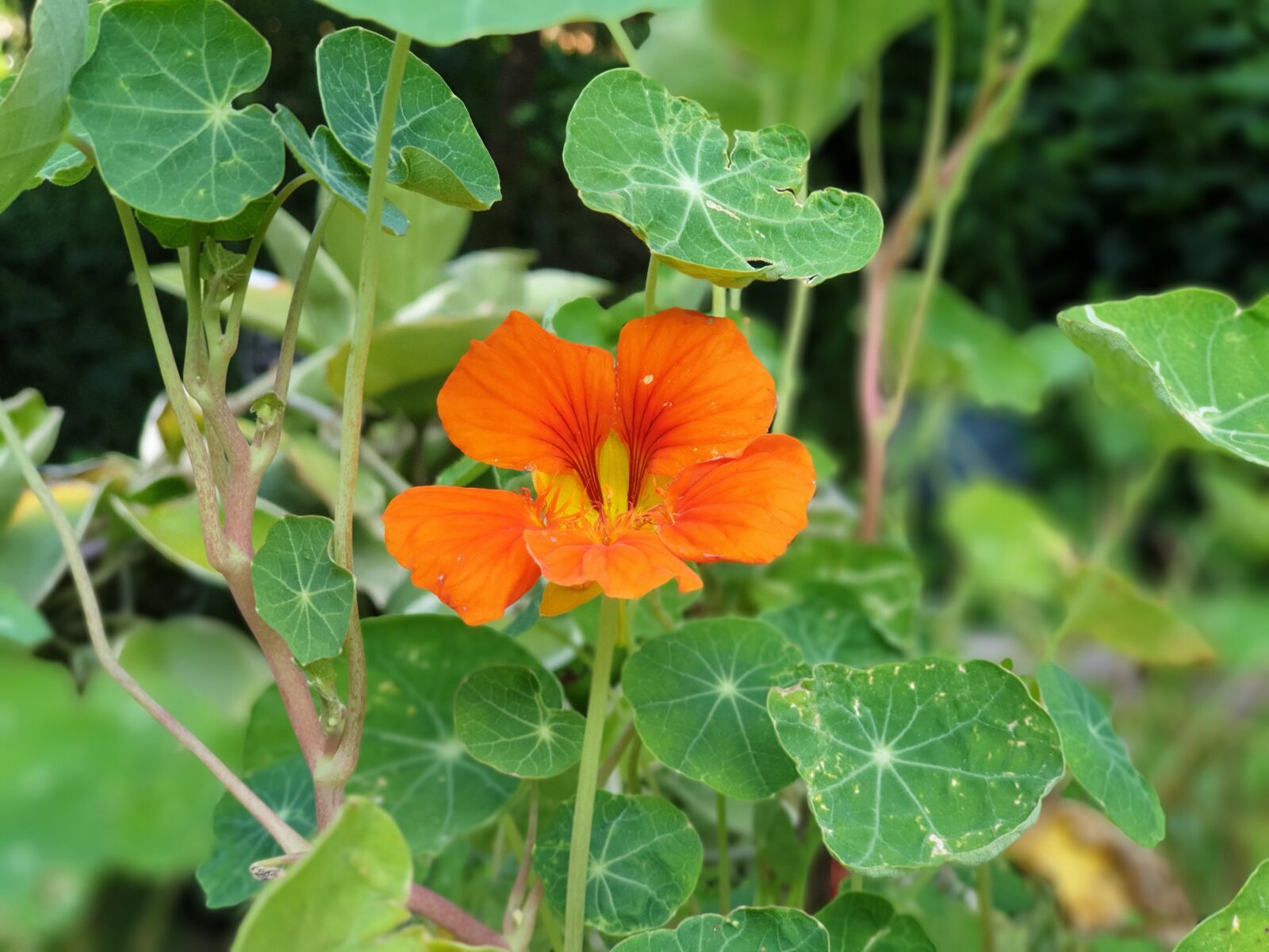 Samsung Galaxy Note9 sample photo. Flowers, plants, nature photography