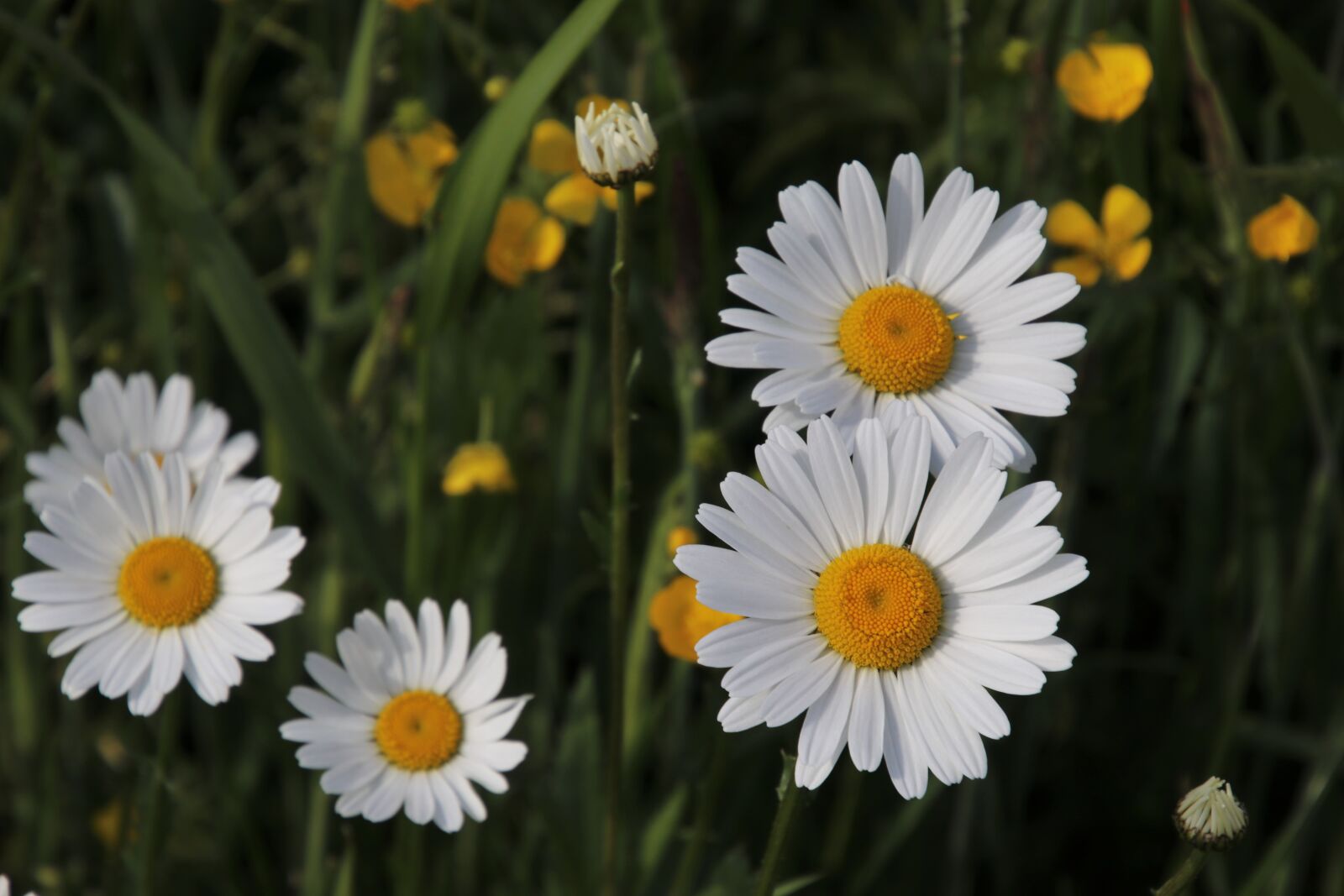 Canon EOS 80D sample photo. Meadow, flourishing, camomile photography