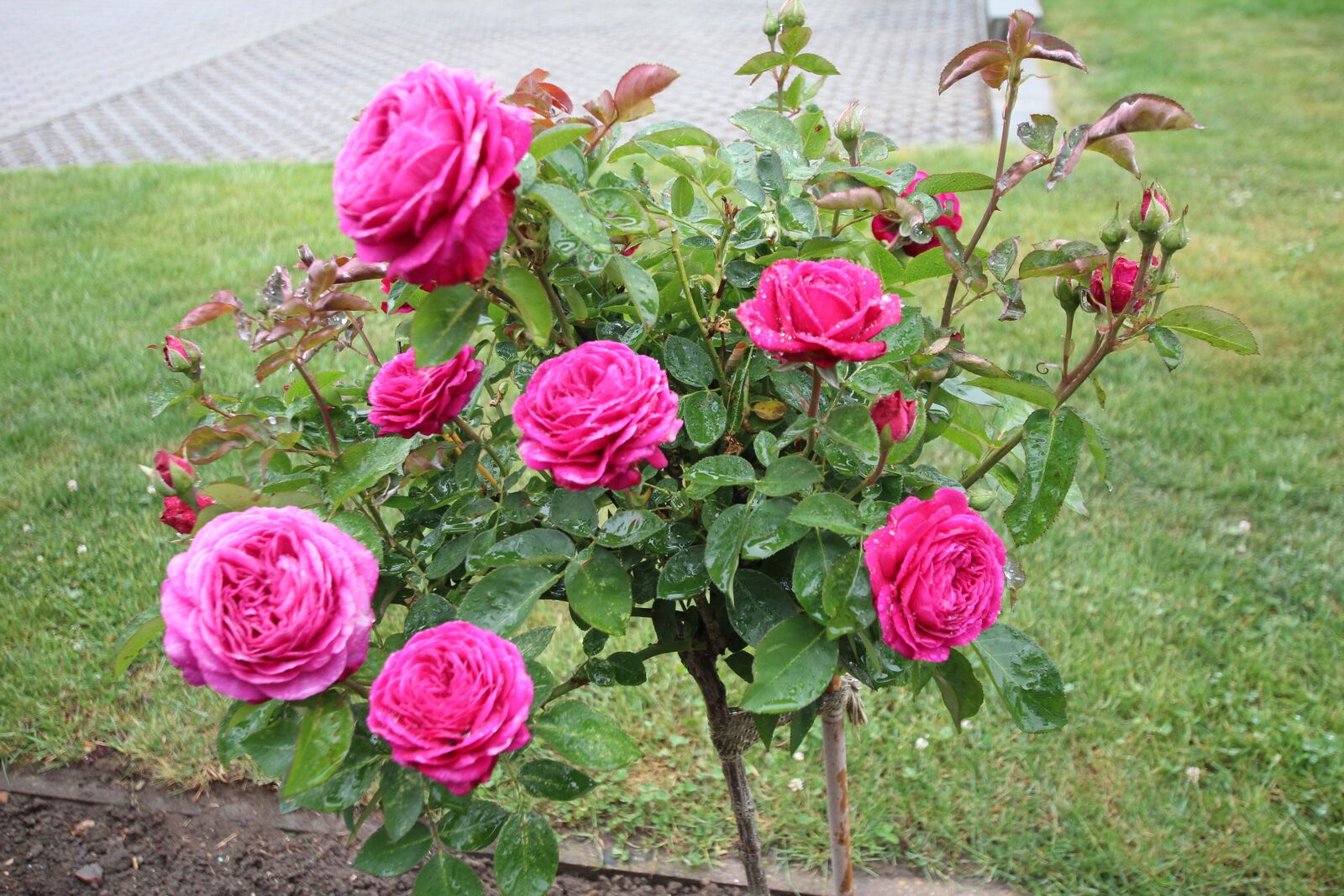 Canon EOS 600D (Rebel EOS T3i / EOS Kiss X5) sample photo. Rose, heidi klumm, flowers photography