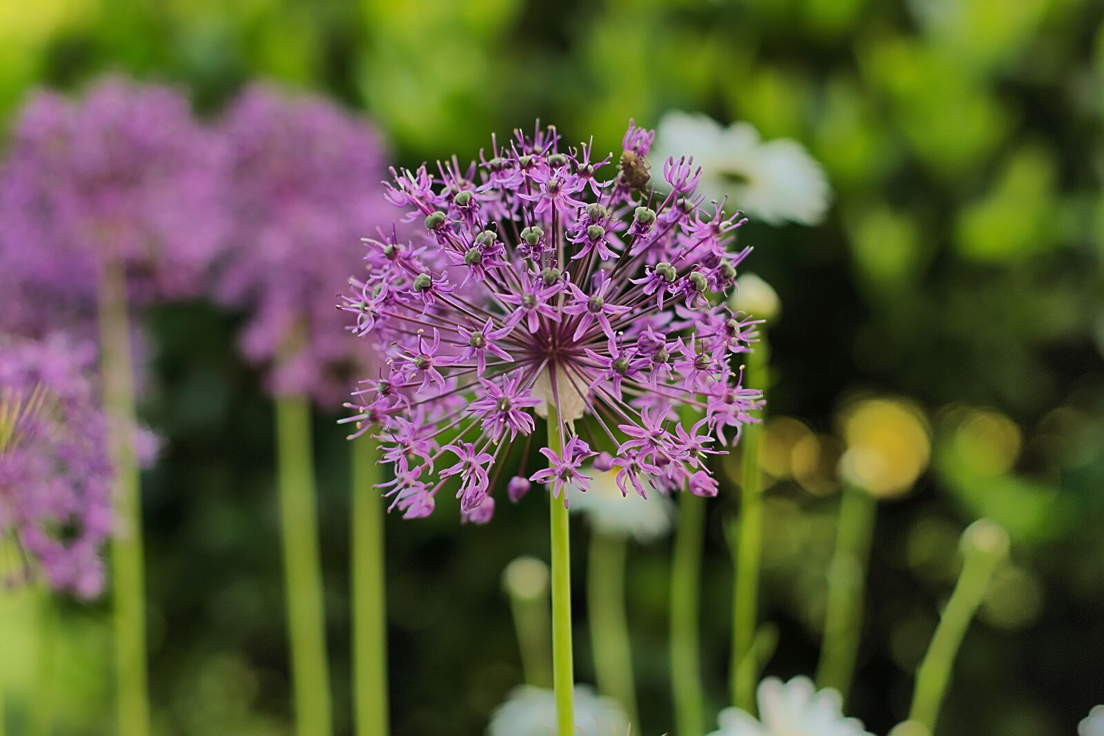 Nikon D3300 sample photo. Ornamental onion, purple, garden photography