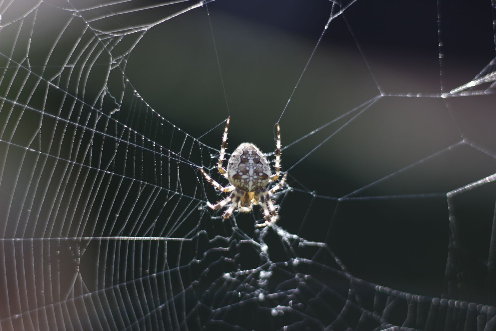 Canon EOS 1300D (EOS Rebel T6 / EOS Kiss X80) sample photo. Spider, nature, web photography