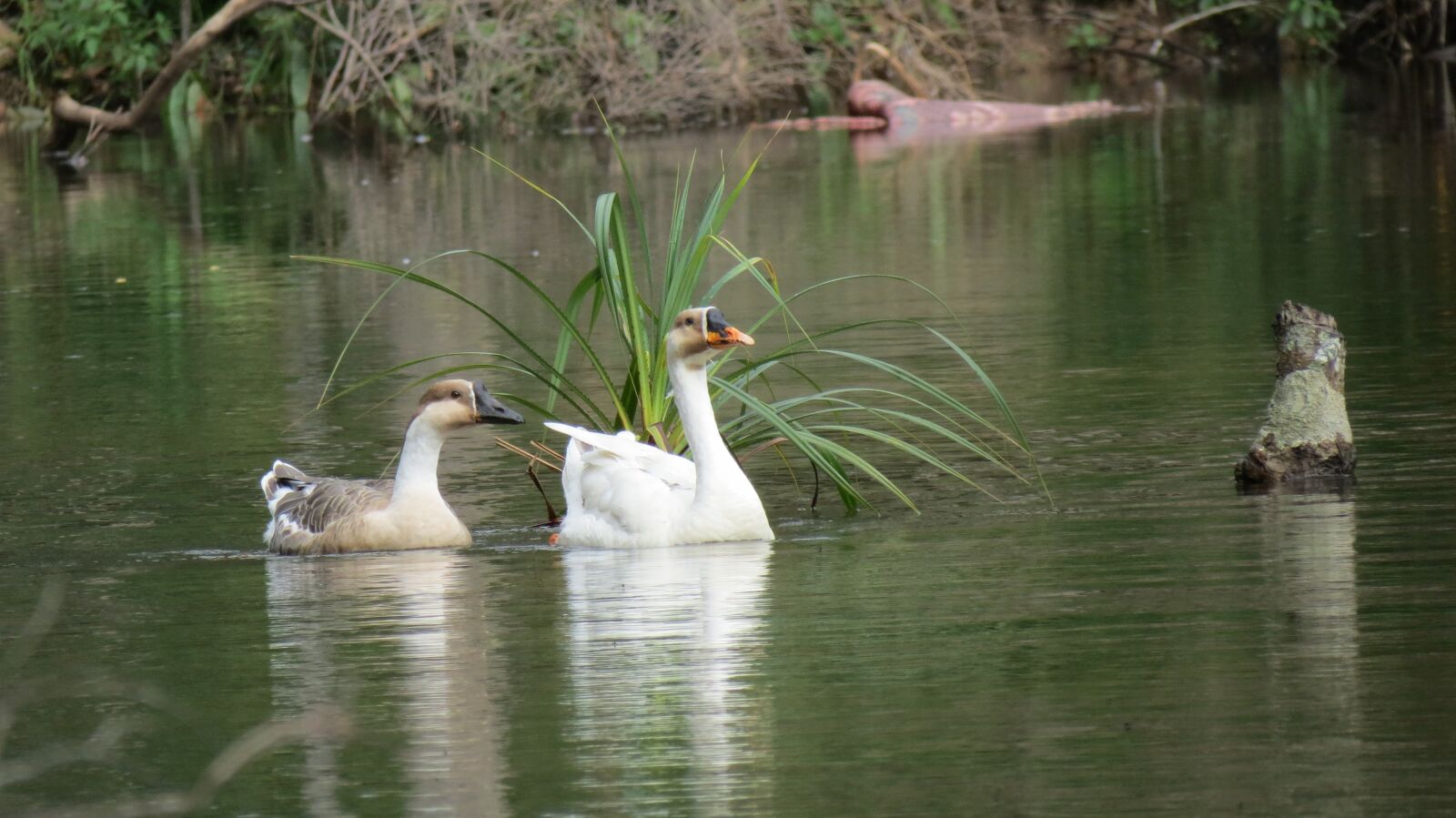 Canon PowerShot SX40 HS sample photo. Cambodia, river, forest photography