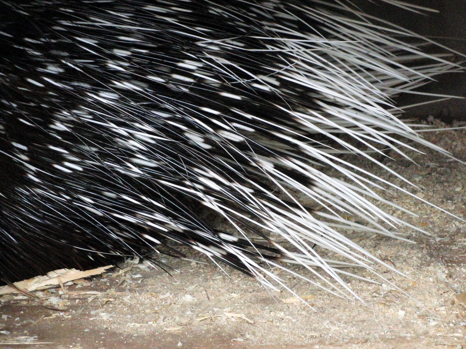 CASIO EX-FC100 sample photo. Porcupine quills, porcupine, rodents photography