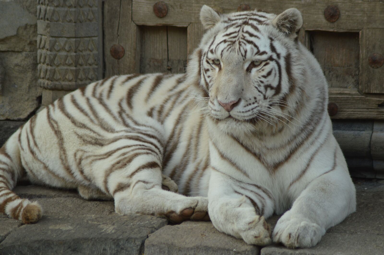 Nikon D3200 sample photo. Animal, tawny, tiger photography