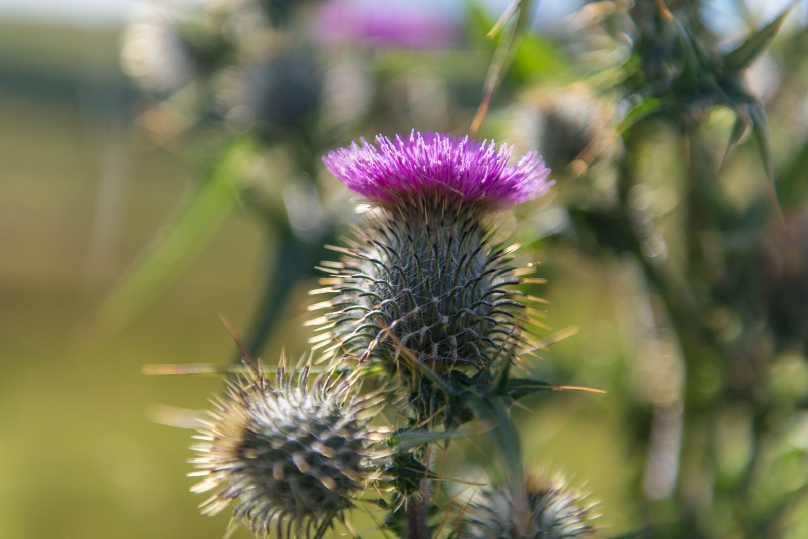 Nikon D750 sample photo. Thistle, blue, background photography