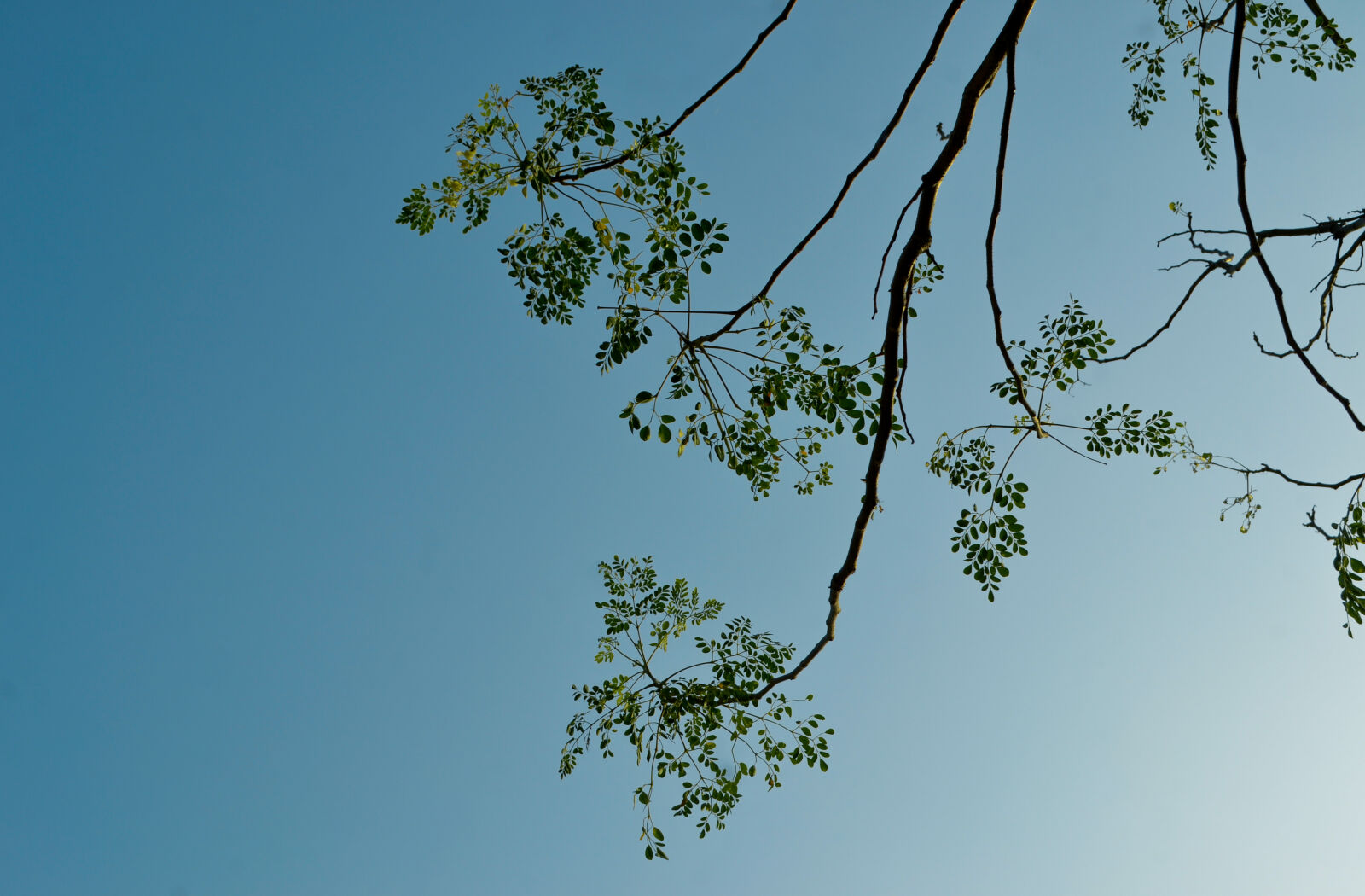 Nikon D3100 sample photo