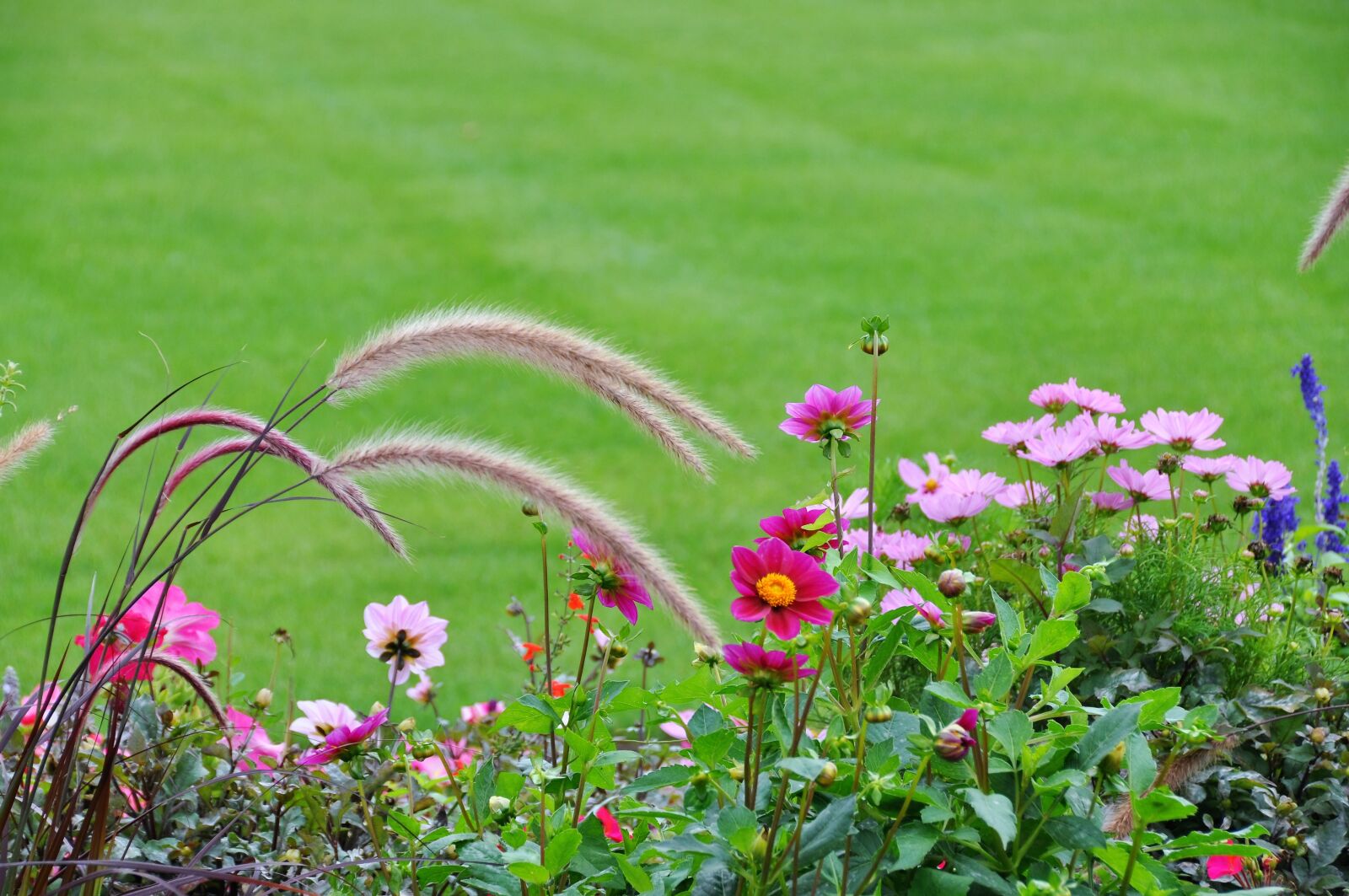 Nikon D90 sample photo. Grass, green, flowers photography