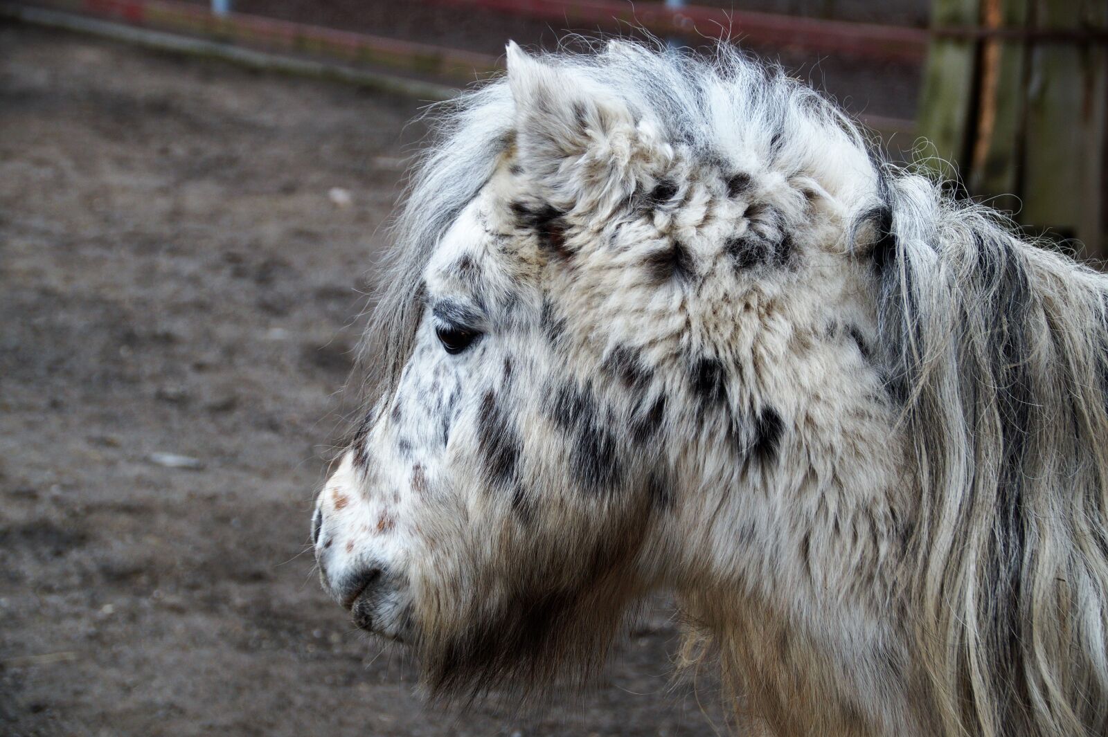 Sony SLT-A58 sample photo. Pony, grasshopper, horse photography