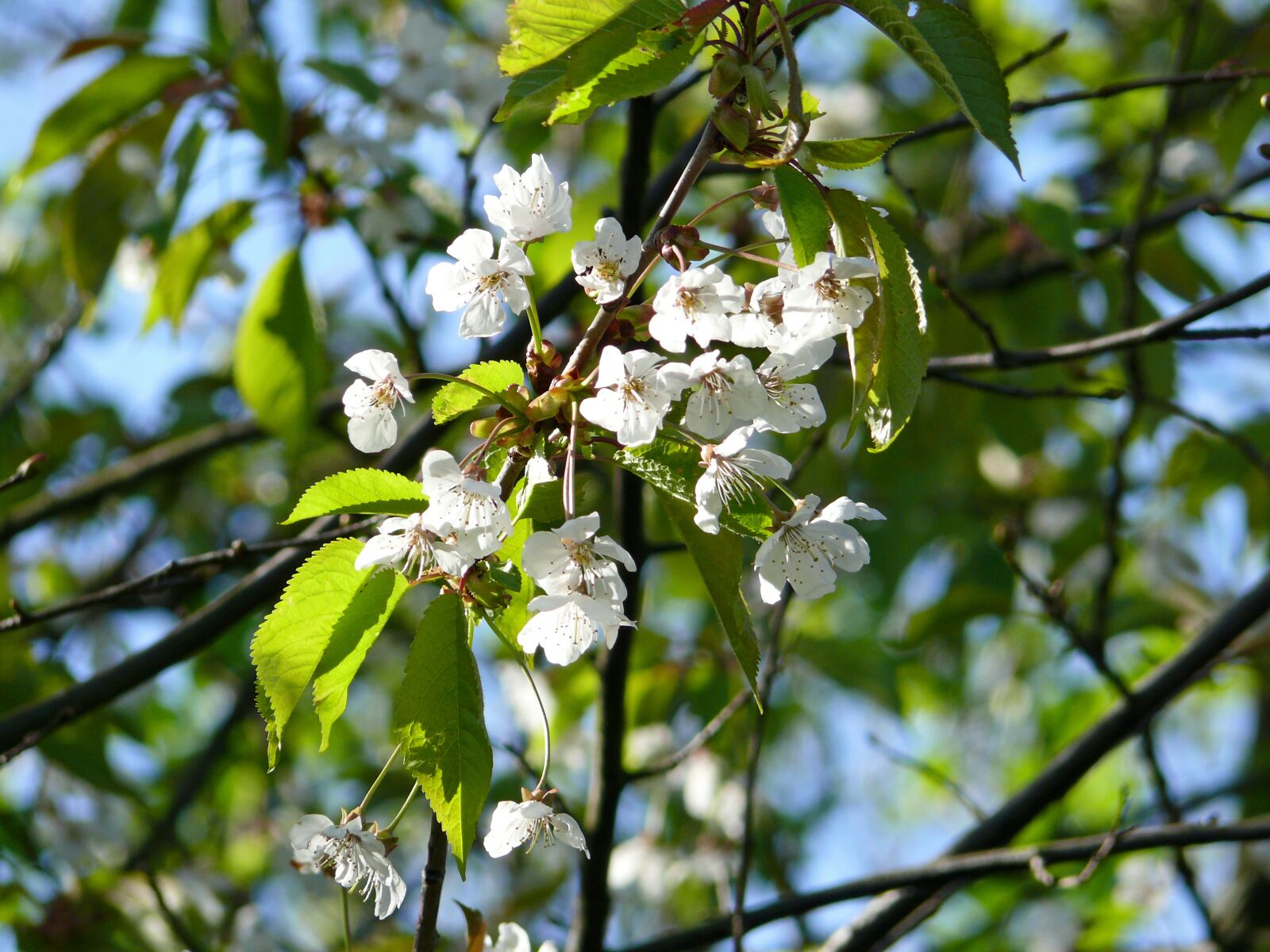 Panasonic DMC-FZ50 sample photo. Cherry blossoms, tree, flowering photography