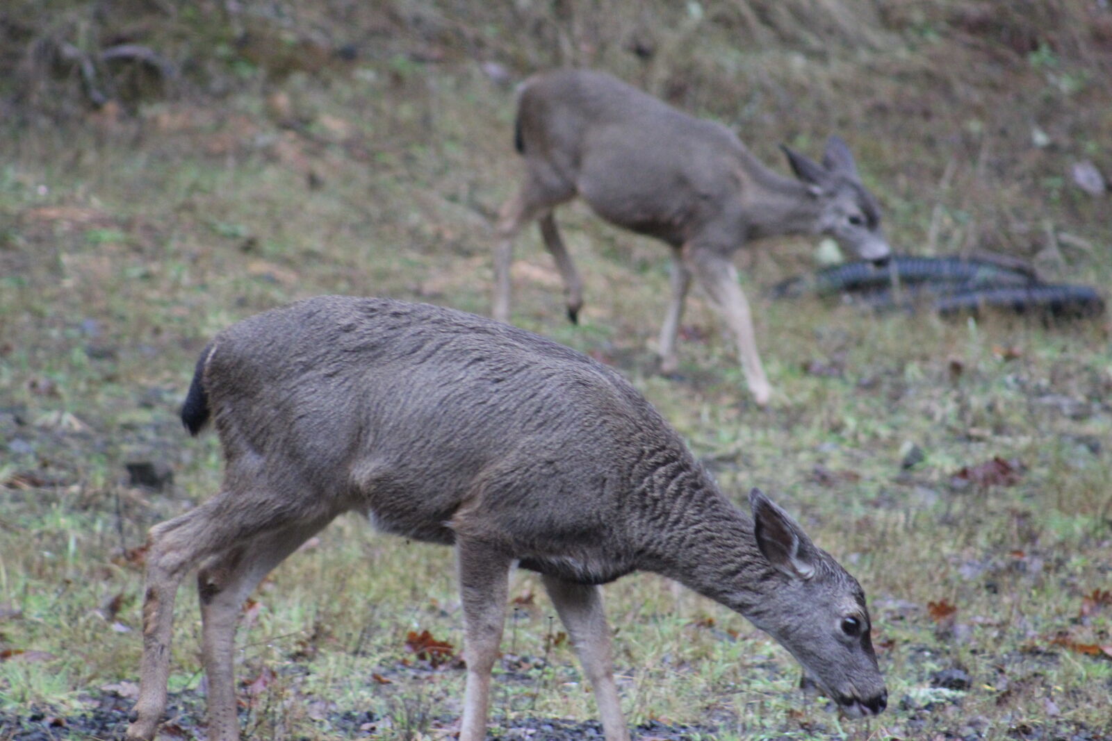 Canon EF 75-300mm f/4-5.6 sample photo. Deer photography