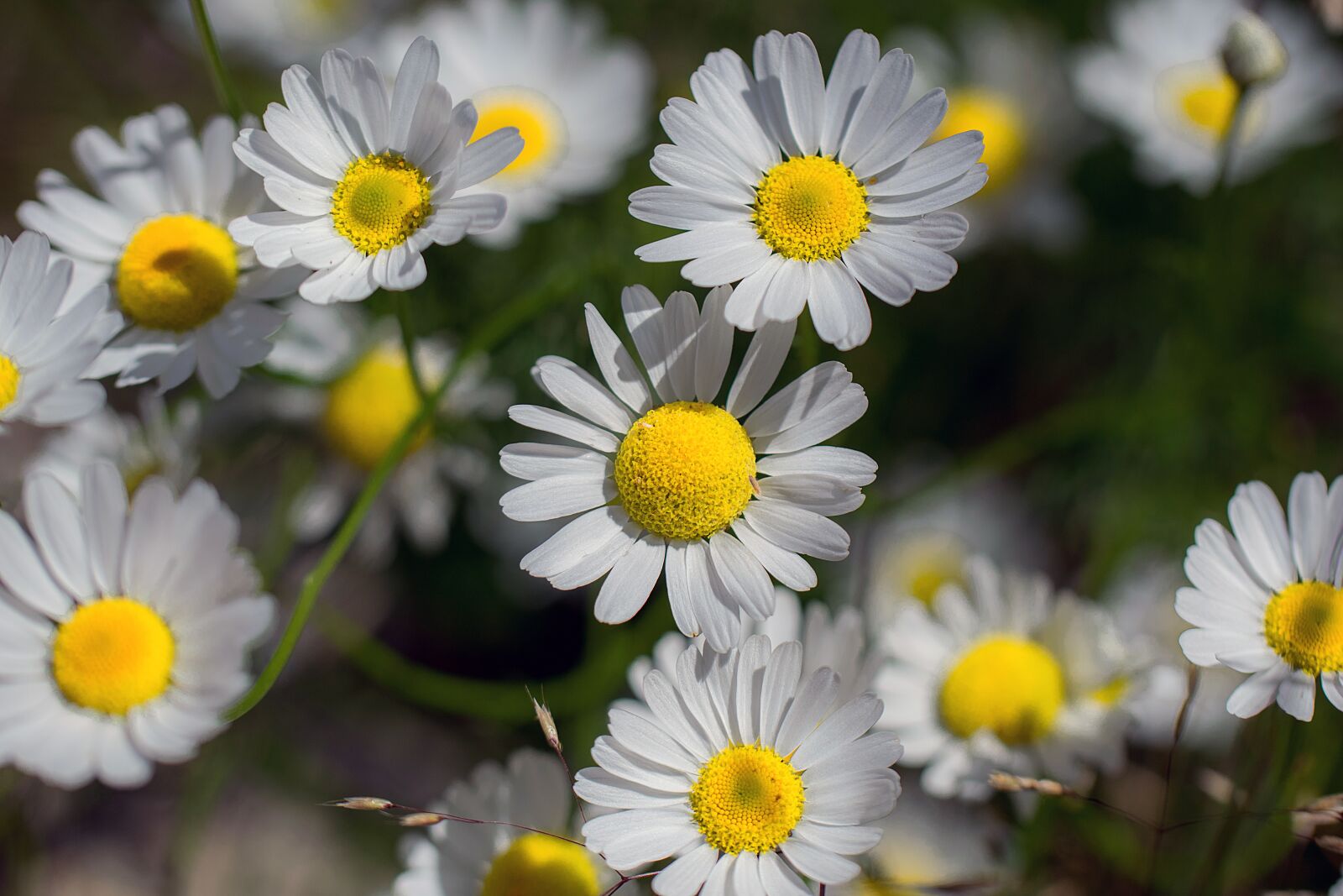 Nikon D3300 sample photo. Daisy, flower, nature photography