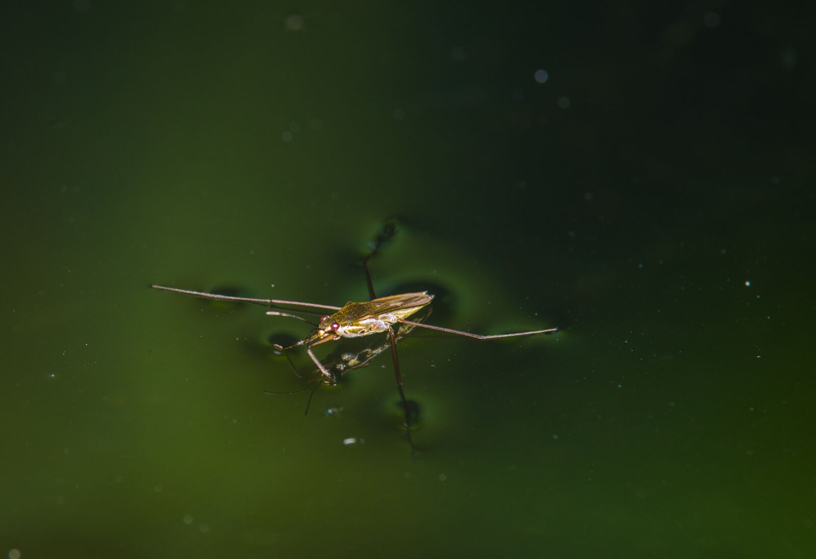 Tamron SP AF 70-200mm F2.8 Di LD (IF) MACRO sample photo. Water striders, water, pond photography