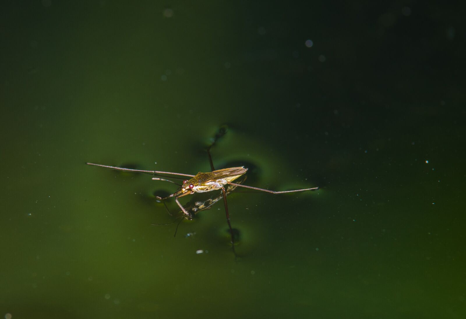 Pentax K-70 sample photo. Water striders, water, pond photography